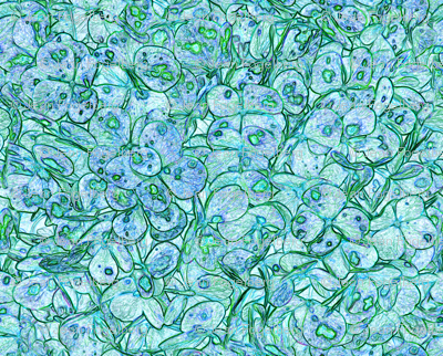 "Hydrangea Aqua Lavender"