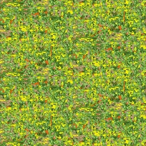 Summer Fields