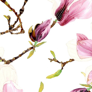 Winter magnolia