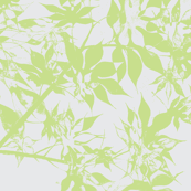 japanese maple leaves in green