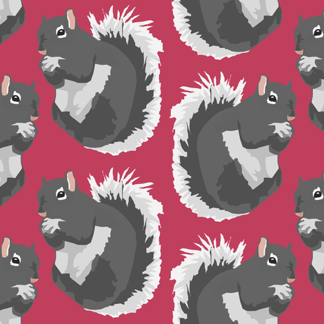 Gray Squirrels