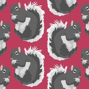Gray Squirrels