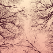 Veining Romance