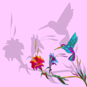 hummingbird shadows