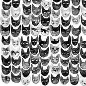 Black & Gray Cats
