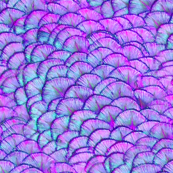 Peacocks Have Fab Pads ~ Punky Pink and Purple