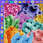coral reef - big