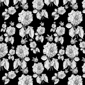 Dalia inverted