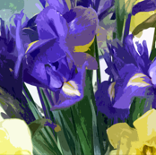Irises and Daffodils Mean Spring