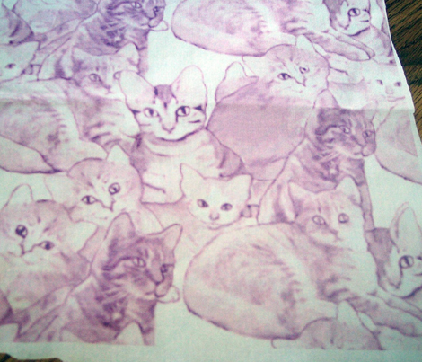 Kittens in Pink