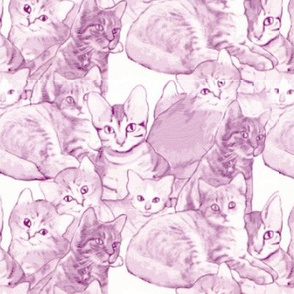 Kittens in Pink
