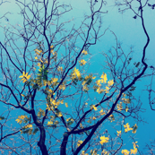 chelsea branches
