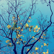 chelsea branches