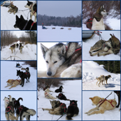 Sled Dogs