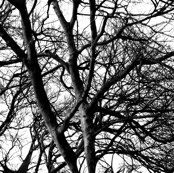 The Tree Lace ~ Black and White