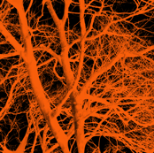 The Tree Lace ~ Halloween