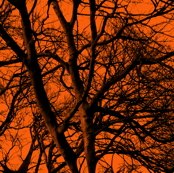 The Tree Lace ~ Halloween II