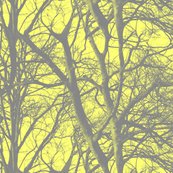 Yellow_tree_lace_shop_thumb