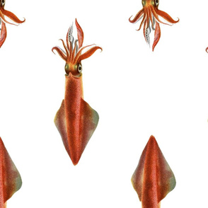Squid