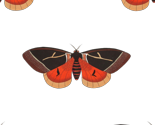 Moth_002_thumb