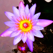 Hawaiian Lotus Blessings