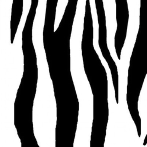 baby zebra