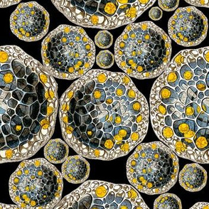 Haeckel Revival