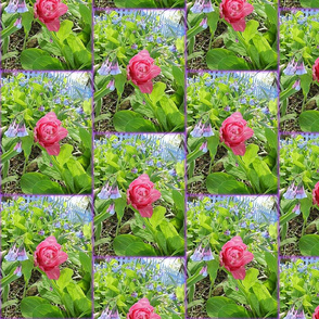 One Pink Tulip and Bluebells