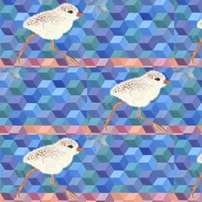 Snowy Plover Chick