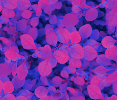 Hot Pink and Cobalt Leaves