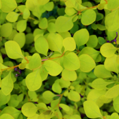 Green Leaves