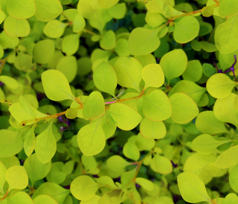 Green Leaves