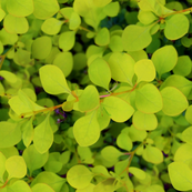 Green Leaves