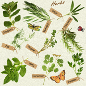 herbs