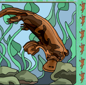 Platypus