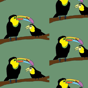 Keel Billed Toucans