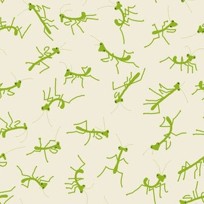 Baby Praying Mantises