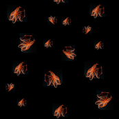 Squidflowerdots