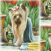 Yorkie_gardener