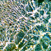 Water Vibrations