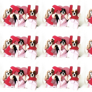 Love Cavalier King Charles