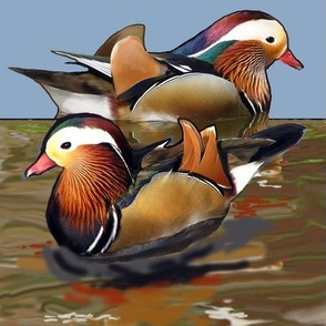 mandarin_ducks