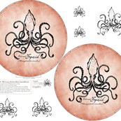 Colossal Squid