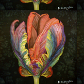 Tulip 6