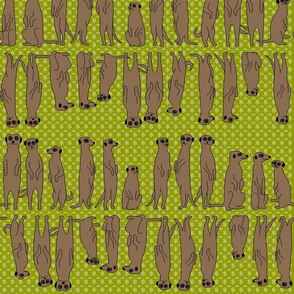 meerkats