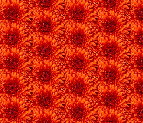 Chrysanthemum