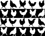 Bwchickenpop_thumb
