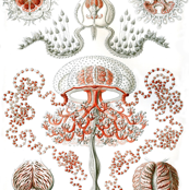 Vintage Jellyfish