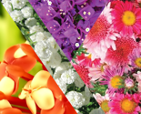 Rfloral_thumb
