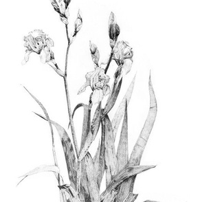 Iris plan...